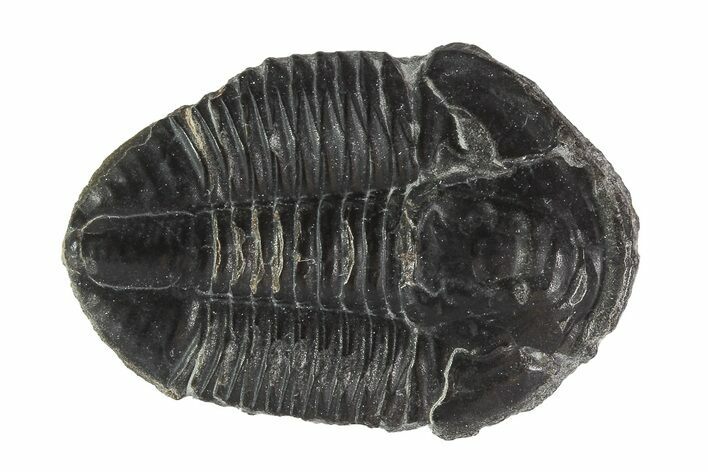 Asaphiscus Trilobite On Calcite Wafer - Utah #92038